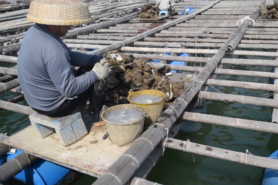 [Video] The story of Hong Kong oyster farming | ស្តាប់រឿងចិញ្ចឹមសត្វអយស្ទ័រនៃហុងកុង សូម share ជាមួយបងអូន